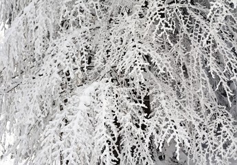 tree branch covered with snow