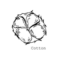 Vector hand drawn set of cotton branches and flowers. Botanical art isolated on white background. Use for print, poster, decoration and other design.