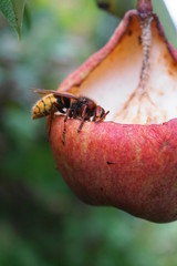 hornet eat a pear