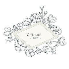 Organic cotton emblem over hand drawn cotton branches. Vector illustration in vintage style, Use for print, poster, logo, decoration and other design.