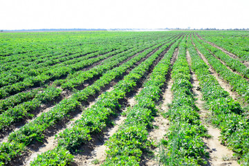 Fototapeta na wymiar Irrigation system on the field of flowering peanuts. 