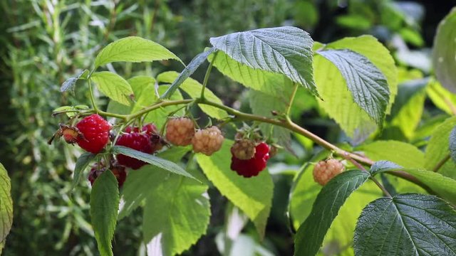 Ripe raspberry branch