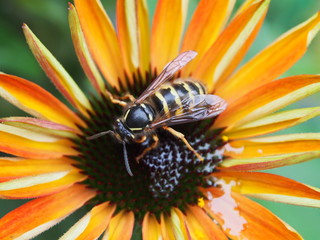 Wespe auf gelber Blüte