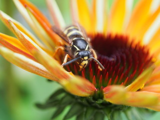 Wespe auf gelber Blüte