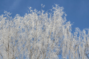 Winter Tree Frost on the Branch. Hoar-frost on trees in winter stock photo. Merry Christmas. Gift card 