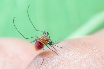 Close up of Mosquito  sucking human blood, Thailand.