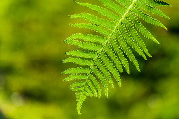 Fresh green beautiful fern leaf on natural blurry green background, beautiful pattern of the nature, small green detail, nature of jungle.