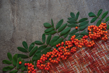 ripe red rowan berries with green leaves on a knitted scarf, autumn concept, free space