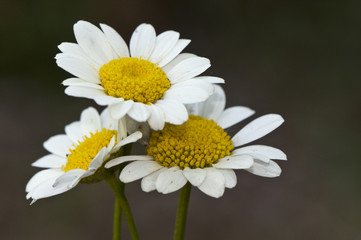 Leucanthemum ircutianum subsp pseudosylvaticum shasta daisy wild plant with large white petal flowers and yellow center