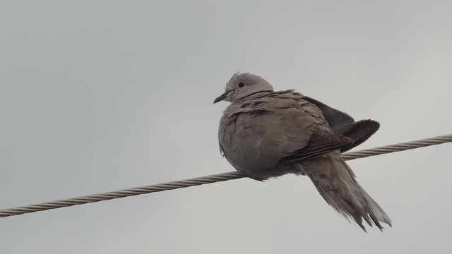 Eurasian Collared-Dove (Streptopelia decaocto) standing on wire