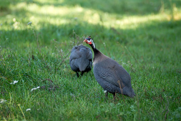 guinea hen is walking on the green grass and shout. Guinea fowl bird