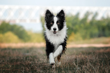 lovely dog ​​portrait border collie funny face