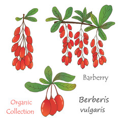 Organic collection.Vector hand drawn illustration of barberry plant