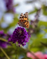 butterfly on flower (painted lady)