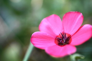 closeup of pink flower