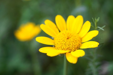 yellow flower on green background