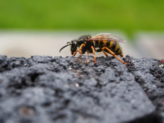 Wespe auf Stein