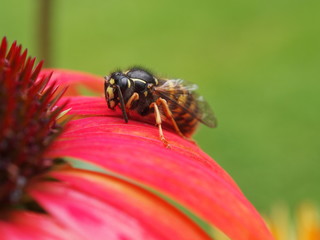 Wespe auf Blüte