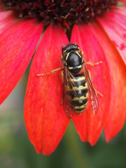 Wespe auf Blüte