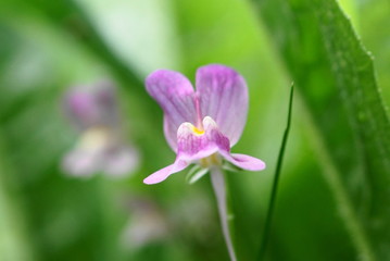 Fototapeta premium pink flower