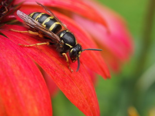 Wespe auf Blüte