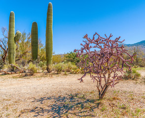 Staghorn cholla cactus just before spring blooming in Saguaro National Park.Arizona.USA