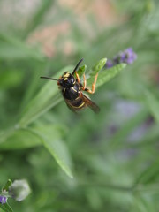 Wespe in Flieder