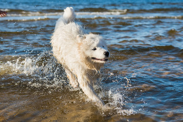 White dog Samoyed swims in the water on the Baltic Sea
