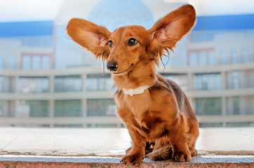  beautiful dog portrait breed long-haired dachshund of red color on a walk in the city stone jungle funny dog