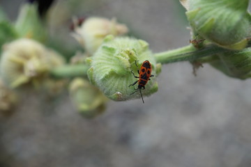 Gemeine Wanze auf einer Malve