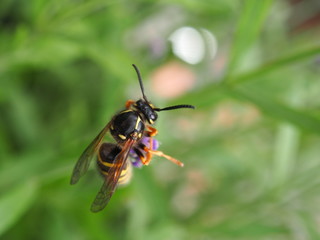 Wespe in Flieder