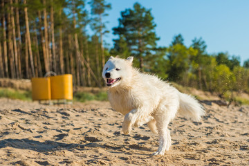 White dog Samoyed walks on the shore of the Baltic Sea