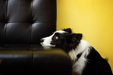Fototapeta na wymiar lovely dog ​​portrait border collie funny face