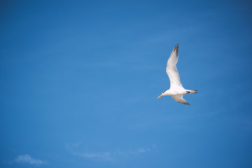Obraz premium White seagull on blue sky