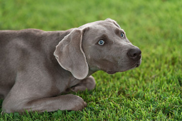 Cute weimaraner breed grey doog lying on a grass and looking in the distance.