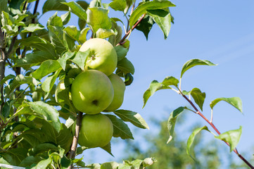 Green unripe apple on the tree in summer day. The fruits of green apple grow on a branch in the garden. Soft selective focus.