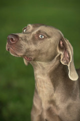 Portrait of Weimaraner breed hunting dog against green blurry background. Close.