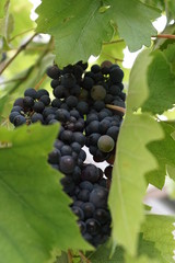Dark vine