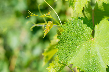 Fresh green vine leaves in vineyard, winegrowing. Summer sun lights, soft selective focus.