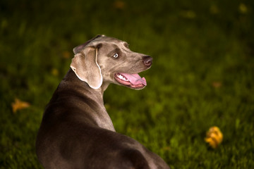 Weimaraner breed hunting dog portait in a green park. View from the back.