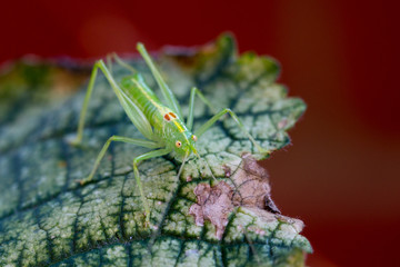 Front view of a cricket on a hollyhock leaf