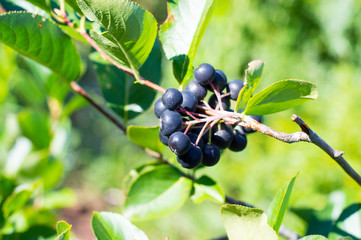 Aronia melanocarpa (Black Chokeberry) growing in the garden. Branch filled with aronia berries.