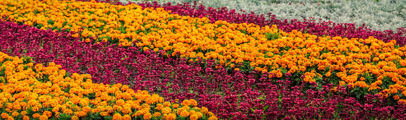 flowers in a flower bed shot on a cloudy August day