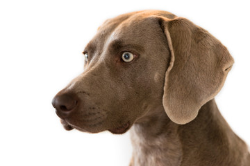 Portrait of Weimaraner breed hunting dog isolated on white background. Close.