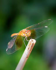 Dragonfly on the tip of a bamboo stick.