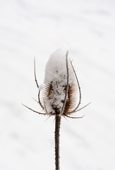 Thistle covered with snow