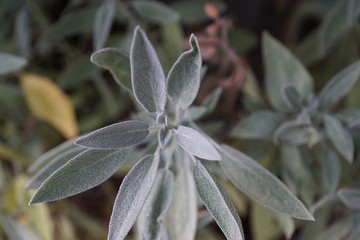 leaves of sage