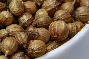 Macro shot coriander seeds traditionally used in cooking, Coriandrum sativum