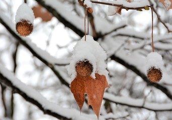 snow covered branches