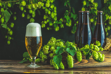 Beer and hop plant. Still life with beer and hop plant in retro style